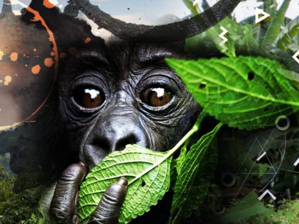 Gorilas en la&nbsp;Niebla